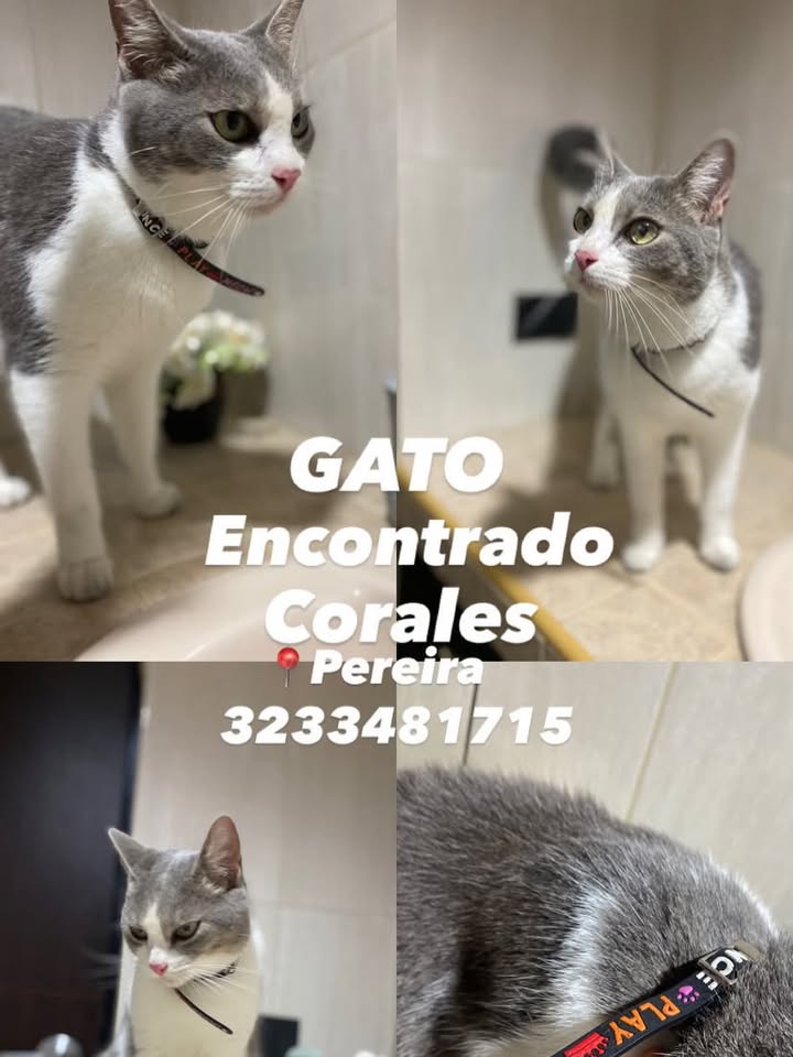 Gato encontrado en Corales, Pereira 