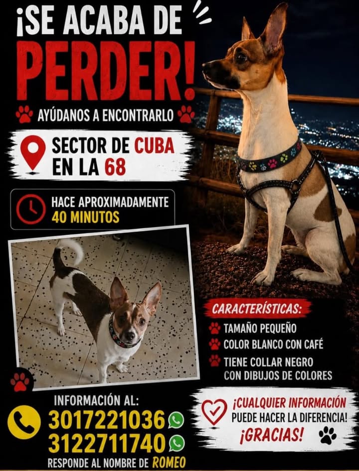 Perro perdido en Pereira, Risaralda 