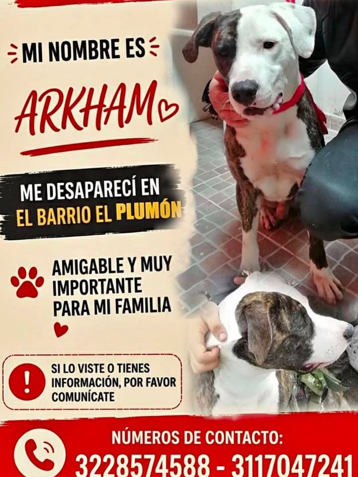 Perro Arkham desaparecido en el Barrio El Plumón 