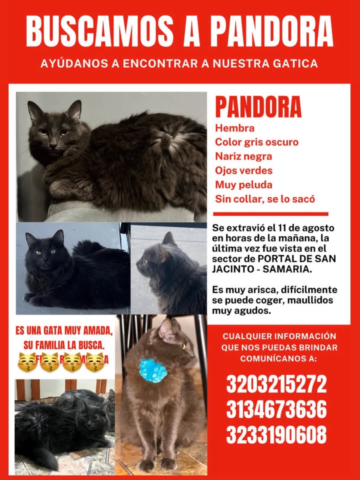 Buscamos a Pandora, gata perdida en Pereira 
