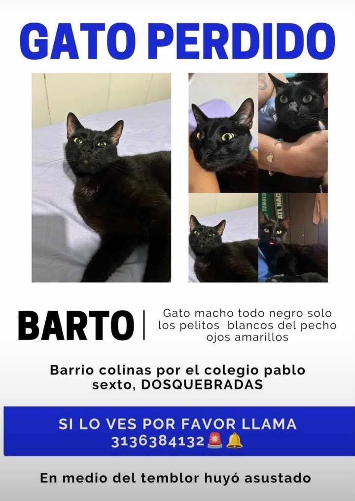 Gato negro perdido en Pereira 