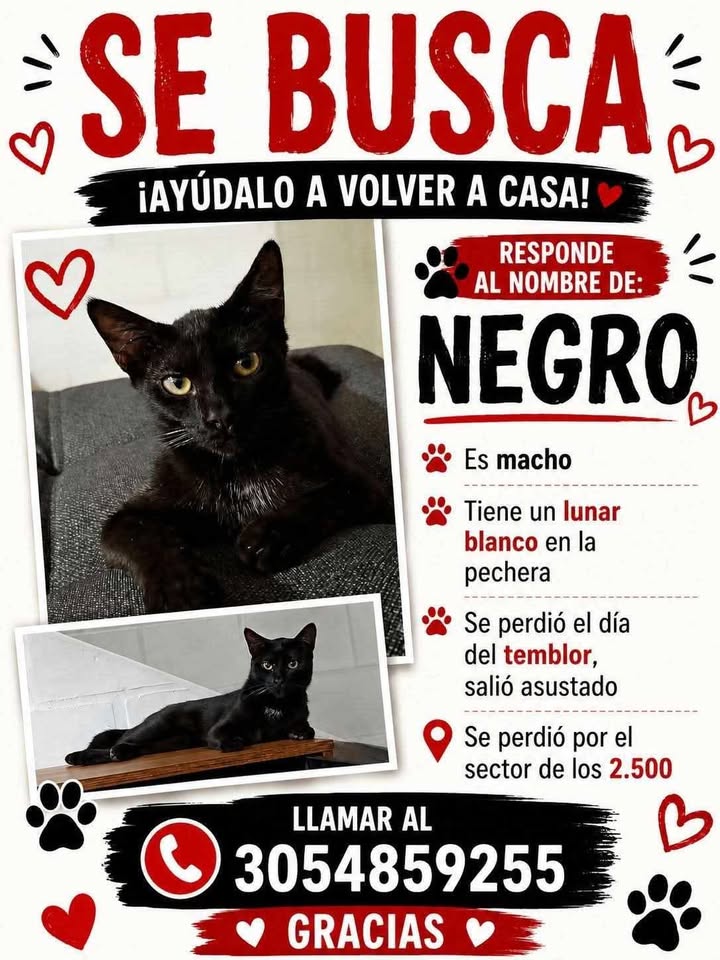 Se busca mascota NEGRO en Pereira, Risaralda 