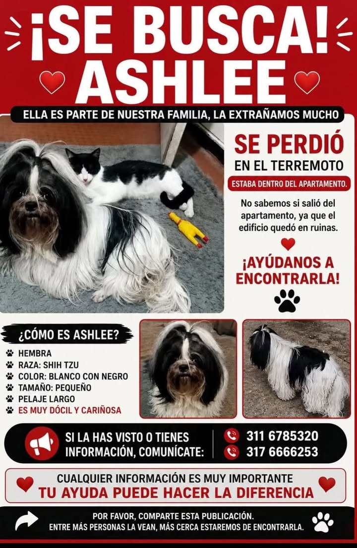 Perro Shih Tzu perdido en Pereira 