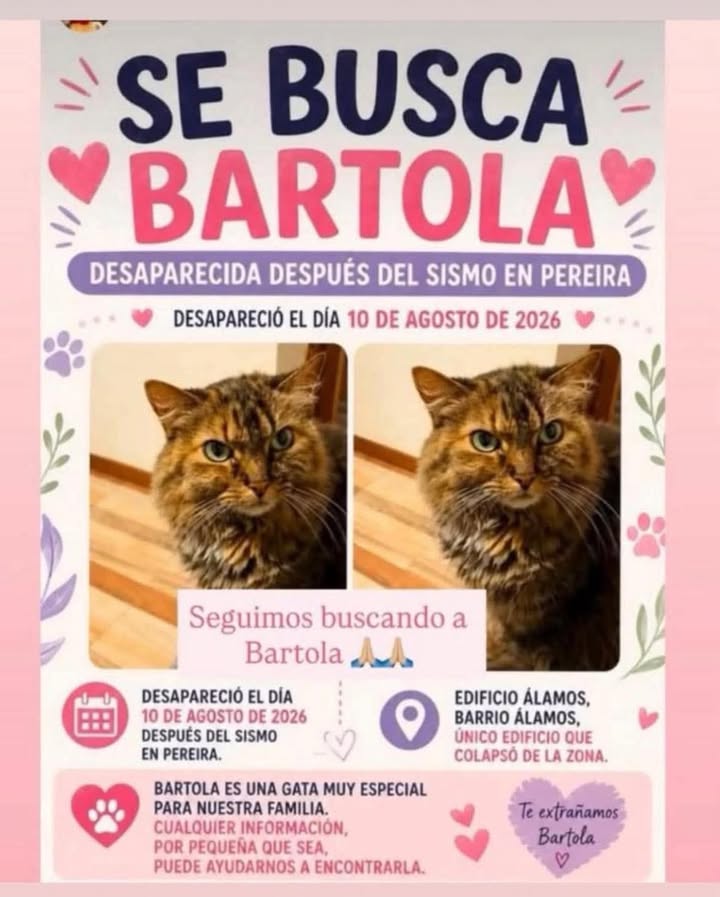 Se Busca Bartola, Gata Perdida en Pereira 