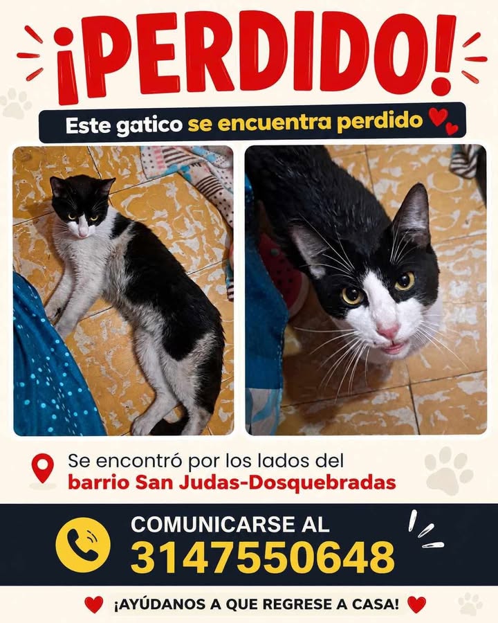 Gato perdido en Pereira, Risaralda 