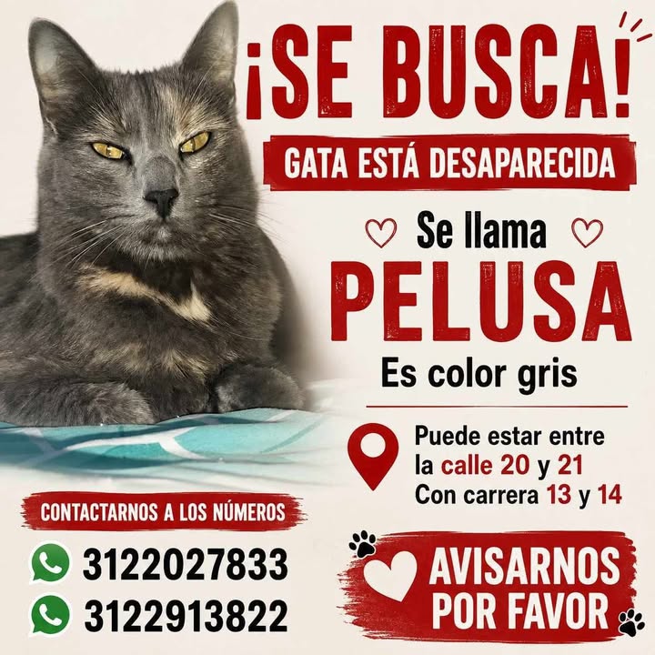 Se Busca Gatica Gris en Santa Rosa de Cabal, Risaralda - ¡Ayuda a Encontrarla! 