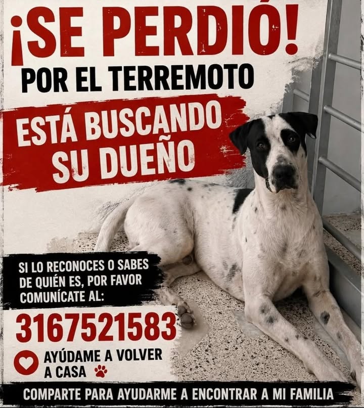 Perro perdido por el terremoto en Tuluá 