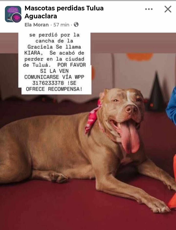 Perro Pitbull perdido en Tuluá 