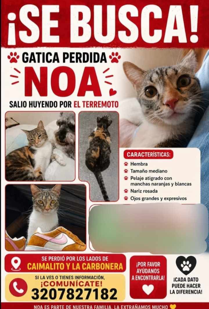 Gatica perdida en Pereira por terremoto 