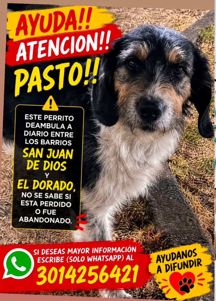 Perro perdido en Pasto, Nariño 