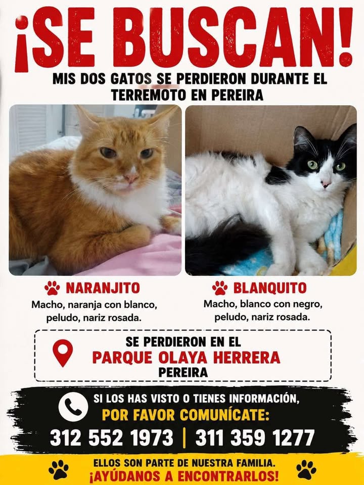 Gatos Naranjito y Blanquito perdidos en Pereira 