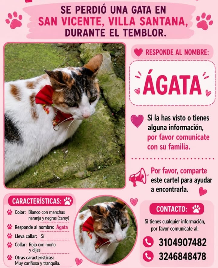 Se perdió gata Ágata en San Vicente, Villa Santana, Pereira 