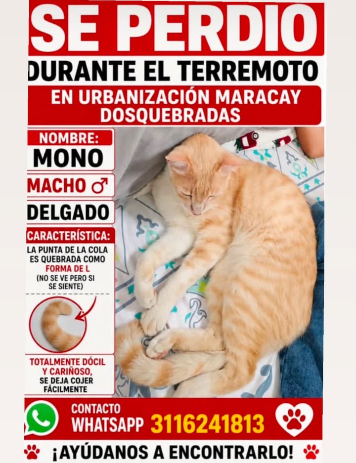 Gato perdido en Pereira durante el terremoto 