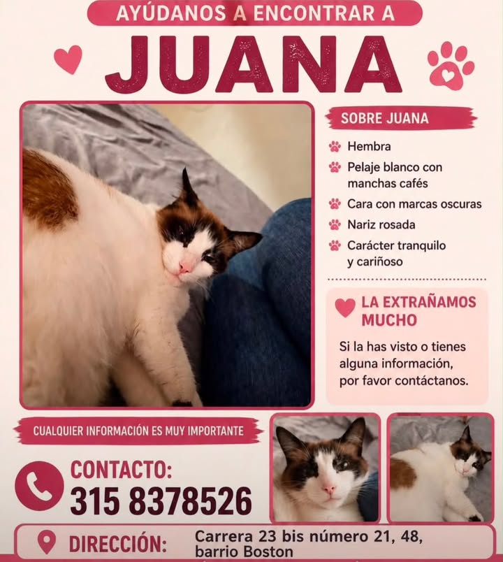 Gato perdido en Pereira, Risaralda 
