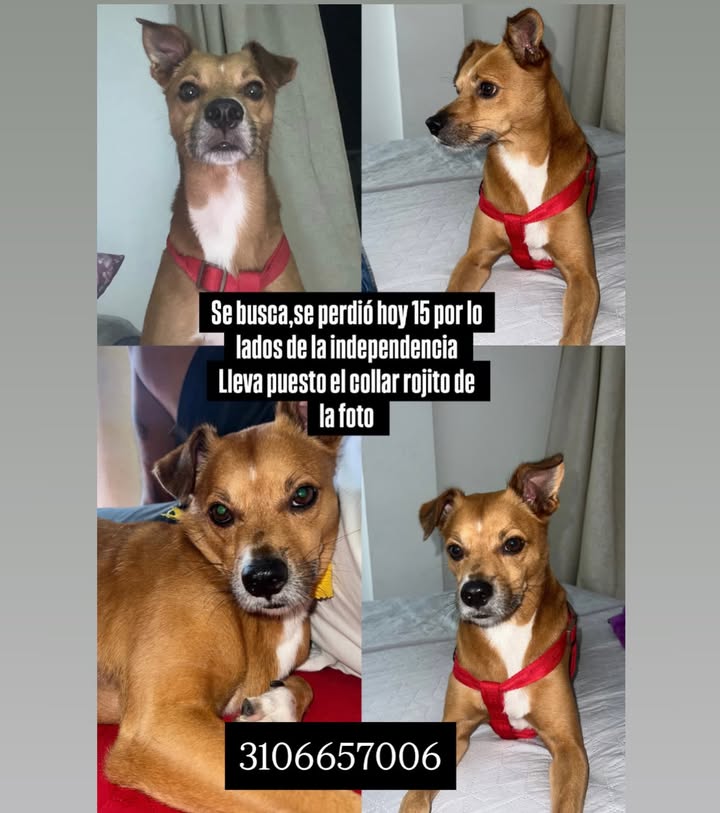 Se busca perro llamado Ti en Pereira 