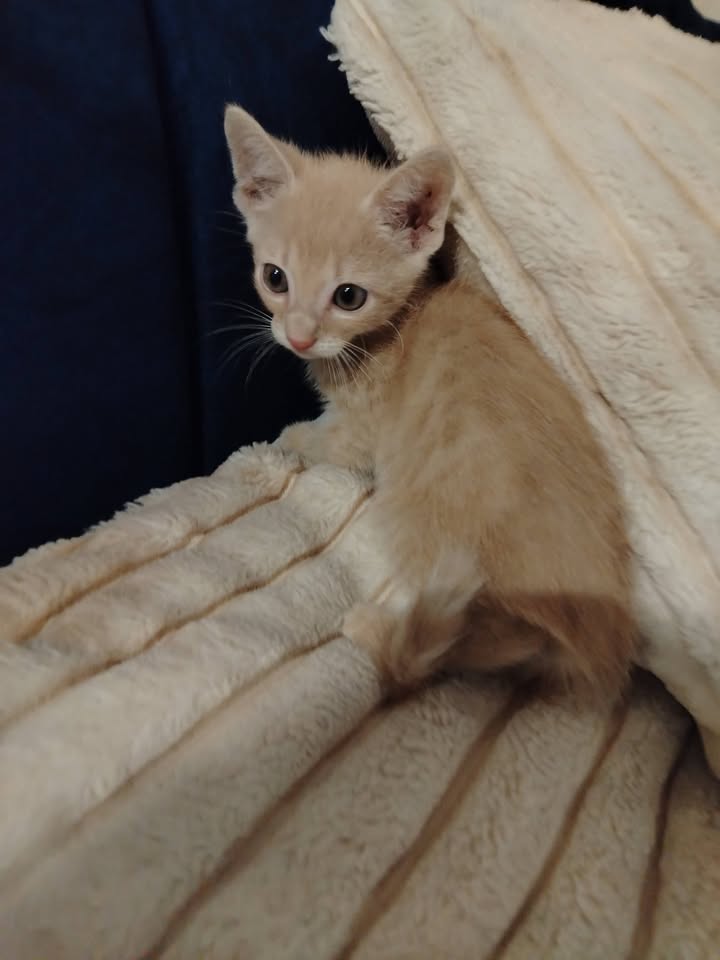Gatito en adopción 