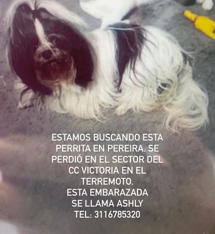 Perra Shih Tzu perdida en Pereira 