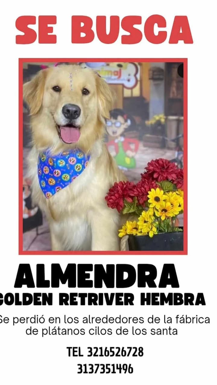 Perro Golden Retriever Hembra Perdida en Santa Rosa de Cabal 