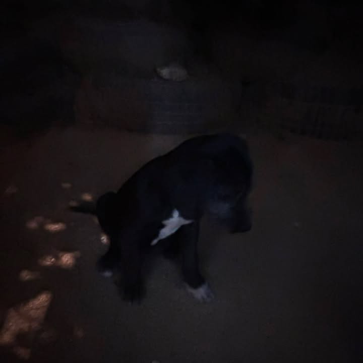 Cachorro busca hogar responsable en Amagá, Antioquia 