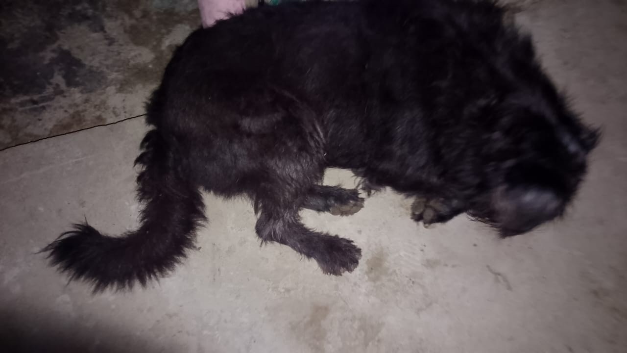 Perro perdido en La Virginia, Risaralda 