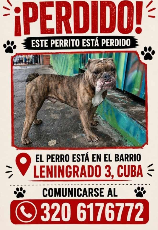 Perro perdido en Pereira - Raza Bulldog 