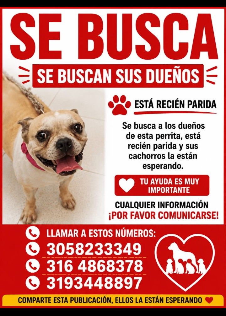 Perro Chihuahua perdido en Tuluá 