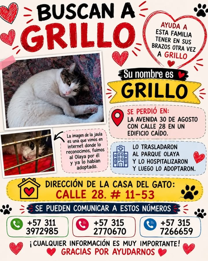 Gato perdido en Pereira, Risaralda 