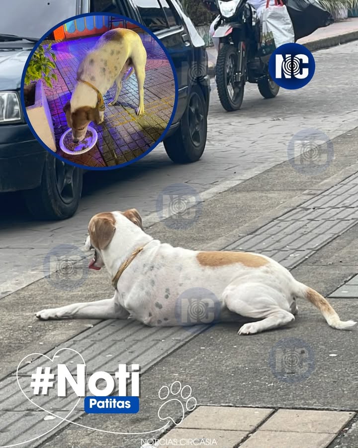 Perrito reportado en Circasia, Quindío 