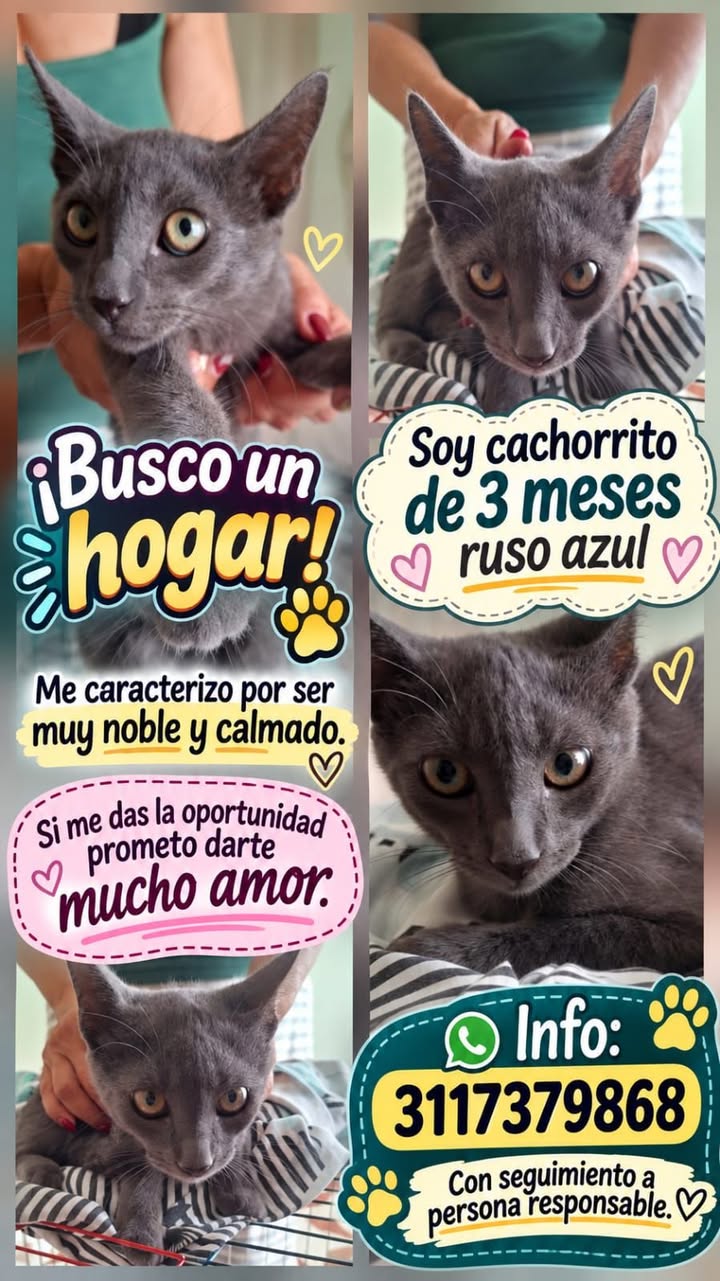 Gato Ruso Azul Busca Hogar en Tuluá 