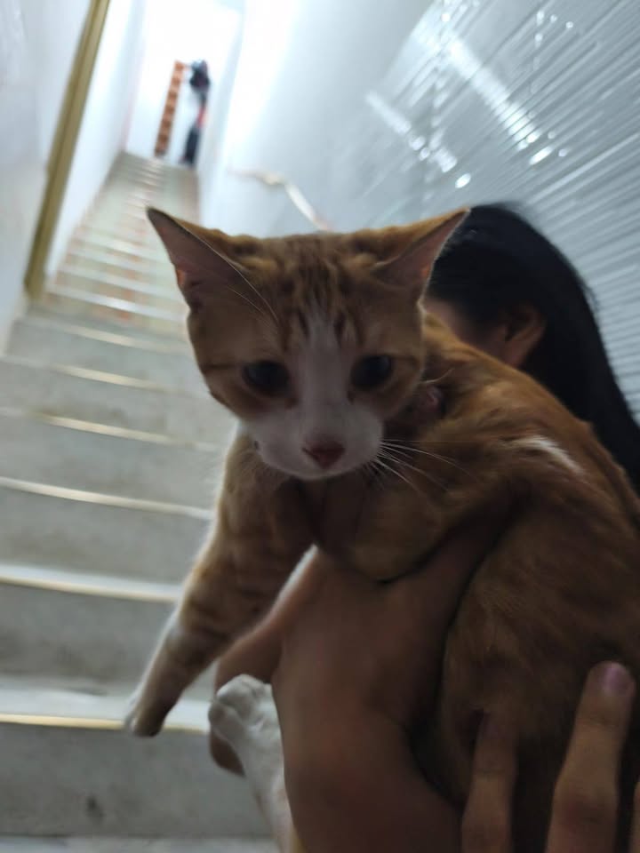 Gato perdido en El Guabal, Cali 