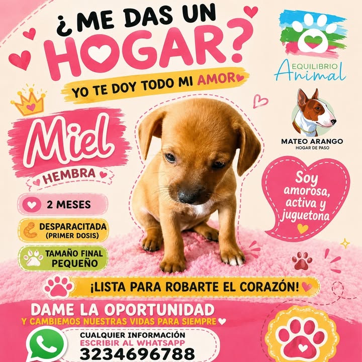 Panchita busca hogar en Manizales, Caldas 