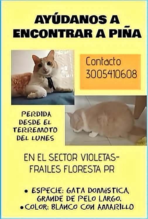 Busca Piña gato perdido en Pereira Risaralda 