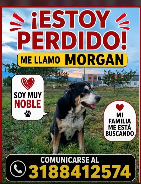 Perro perdido en Tuluá 