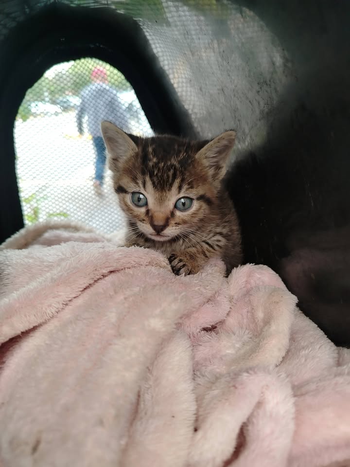Gatito en adopción 