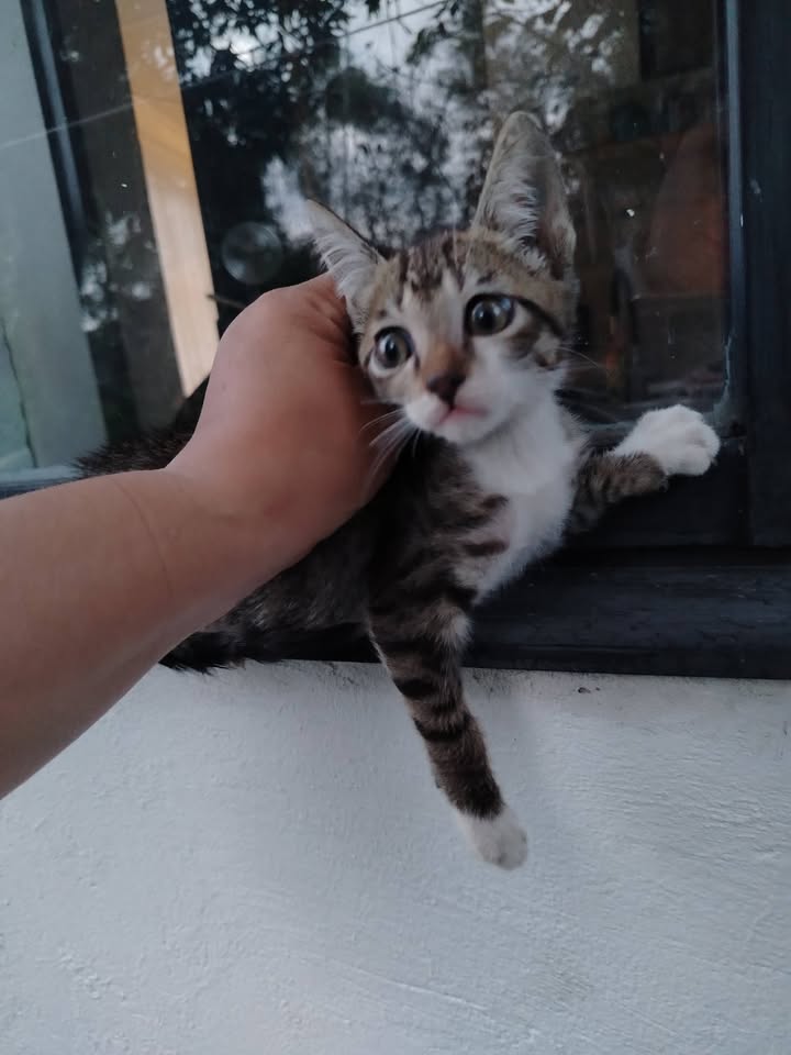 Gatito en adopción 