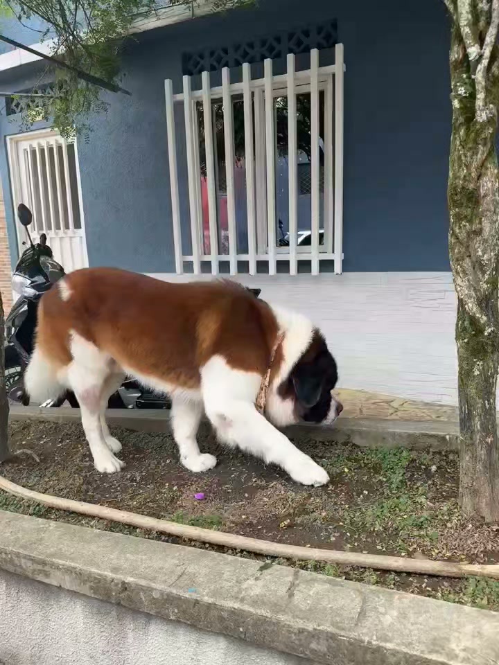 Perro perdido en La Virginia, Risaralda 