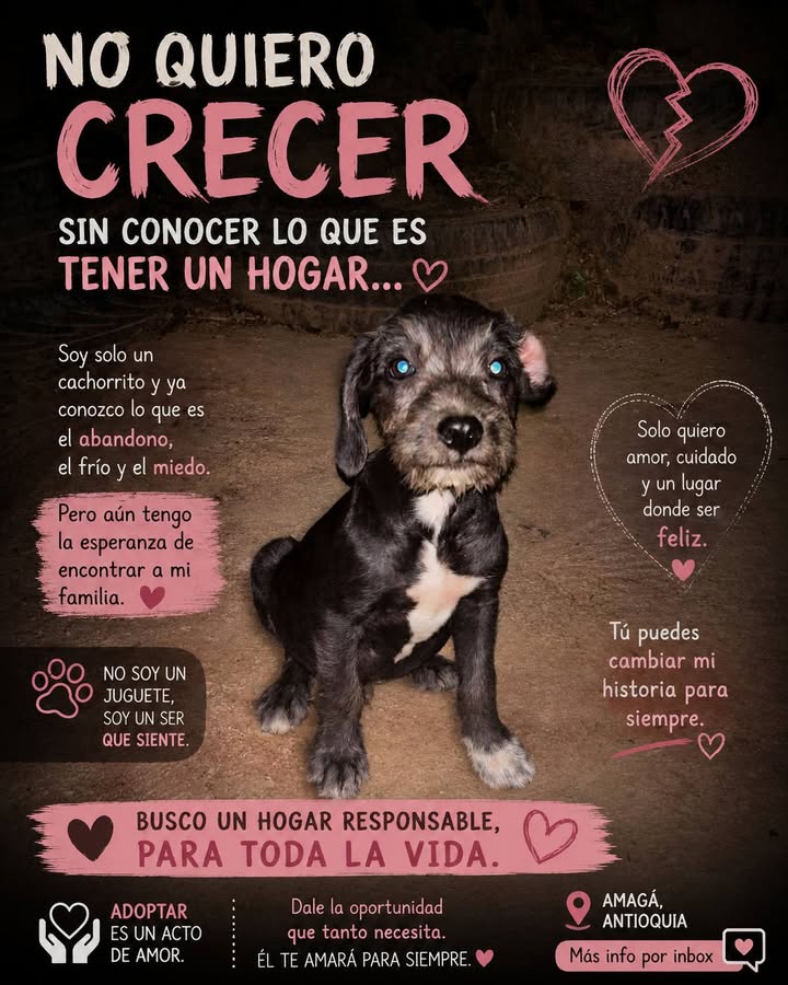Cachorro en adopción en Amagá, Antioquia 