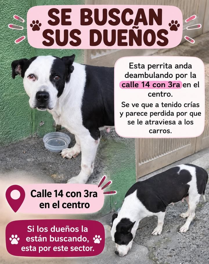Perra encontrada en Pereira, Risaralda 