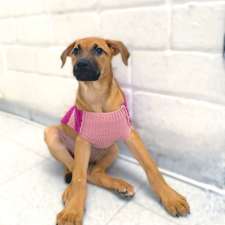 Adopta cachorros en Bogotá - Encuentra tu compañero ideal 