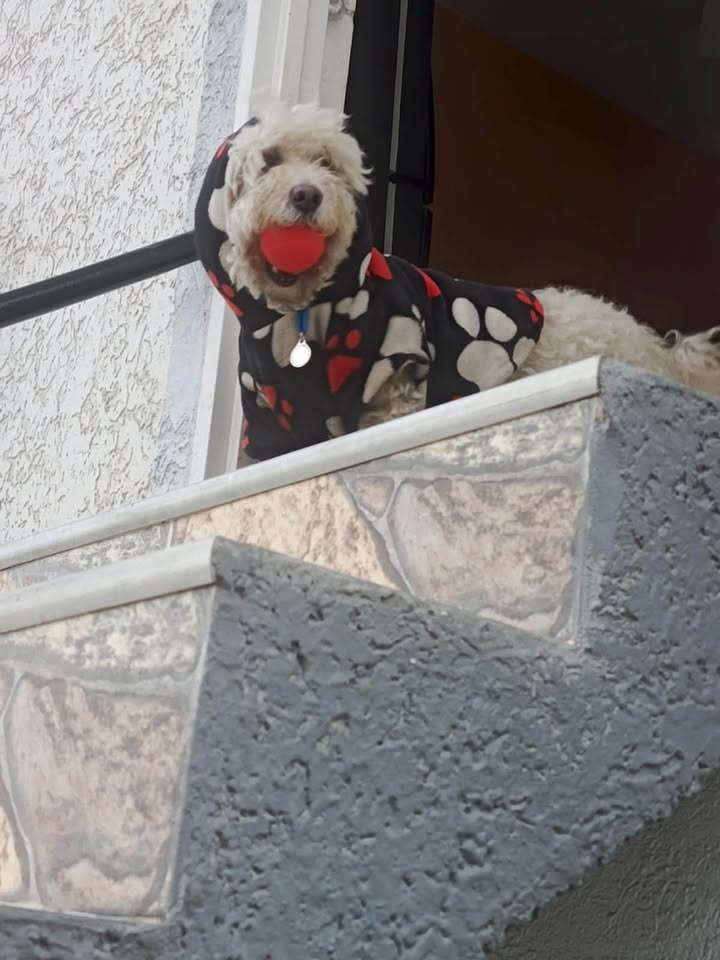 Perro Coco perdido en Sevilla, Valle - Necesita cuidados especiales 