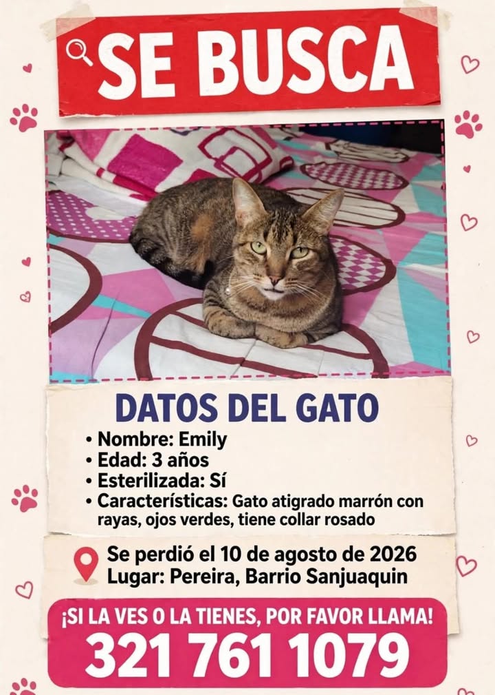 Gato perdido en Pereira 
