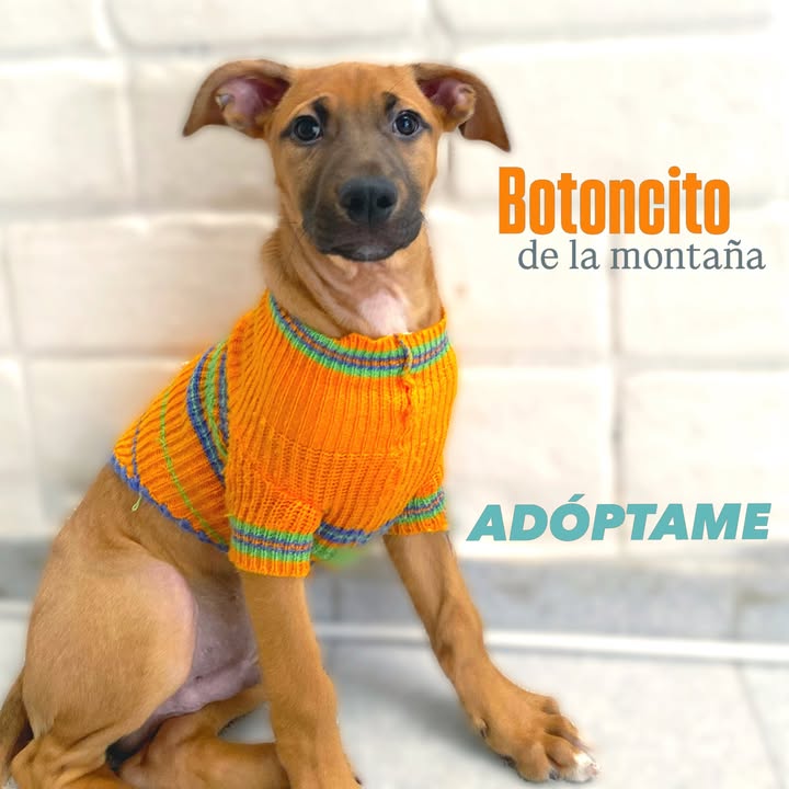 Adopta cachorros en Bogotá - Encuentra tu compañero ideal 