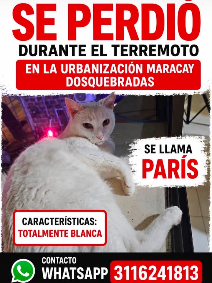 Gato blanco perdido durante terremoto en Urbanización Maracay 