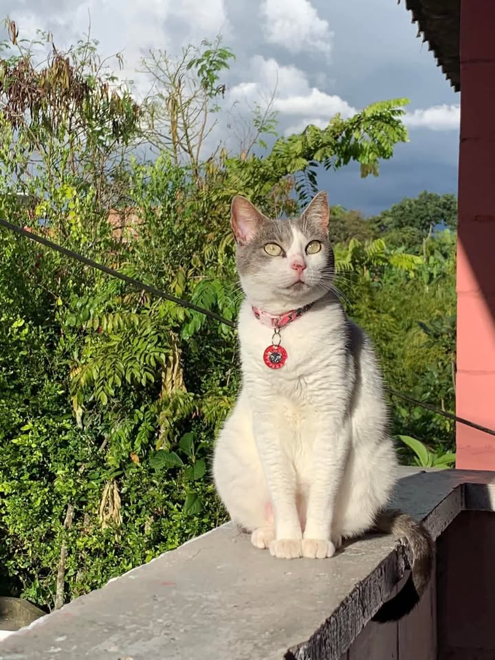 Se busca Gatica Kitty perdida en Pereira, Risaralda 