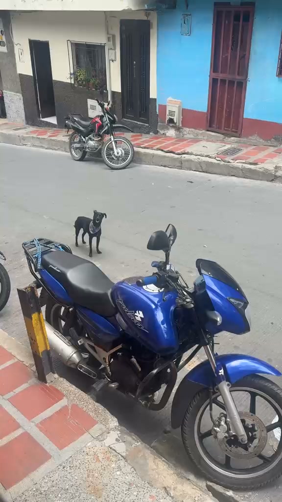 Perro perdido en Amagá, Antioquia 