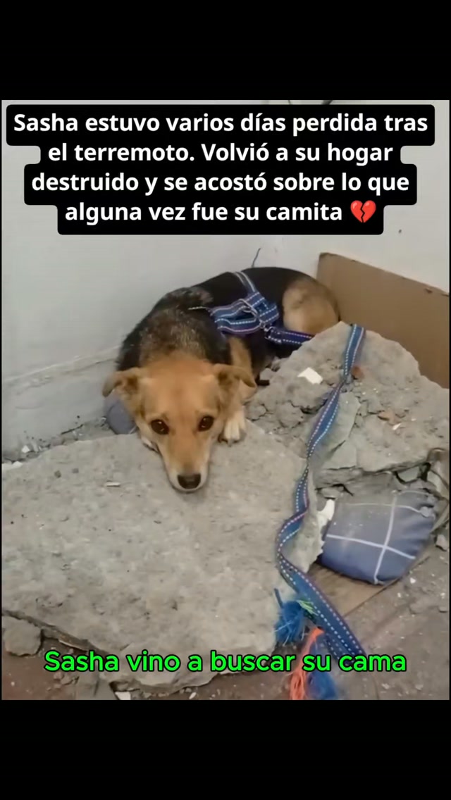 Perrita Sasha regresa a su hogar destruido tras terremoto en Bogotá 