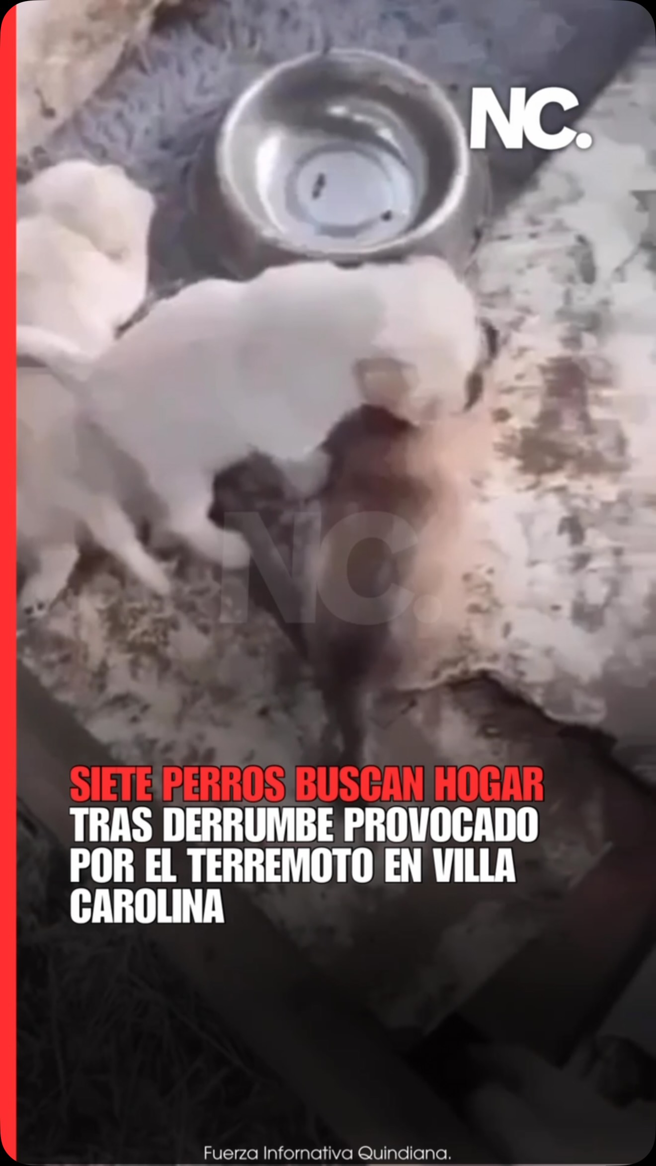 Adopción de 7 perros afectados por derrumbe en Armenia, Quindío 