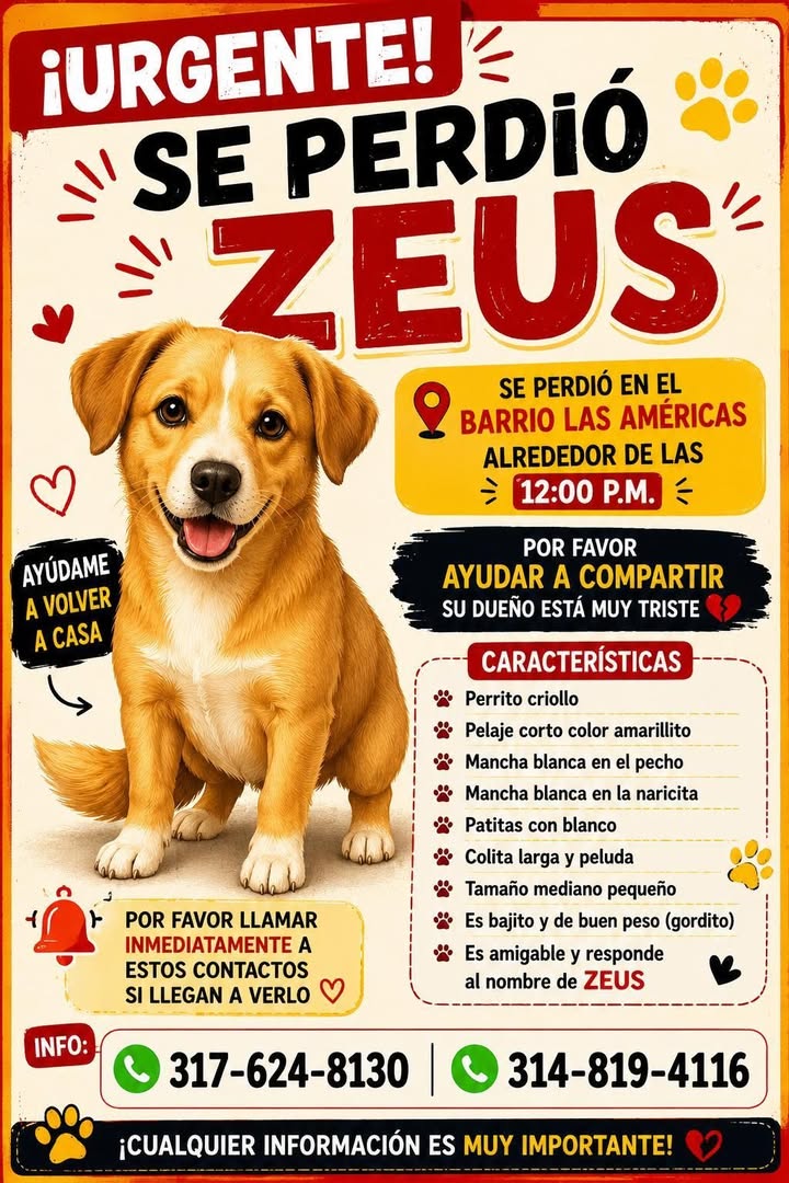 Perro perdido en Tuluá, Valle 