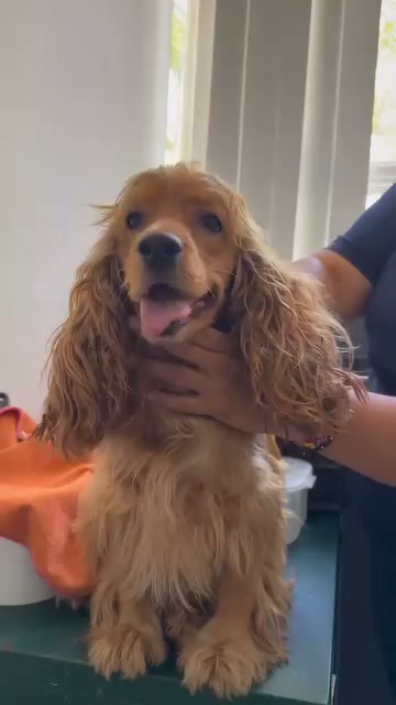 Perra encontrada en UCEVA, Valle del Cauca, busca a su familia 