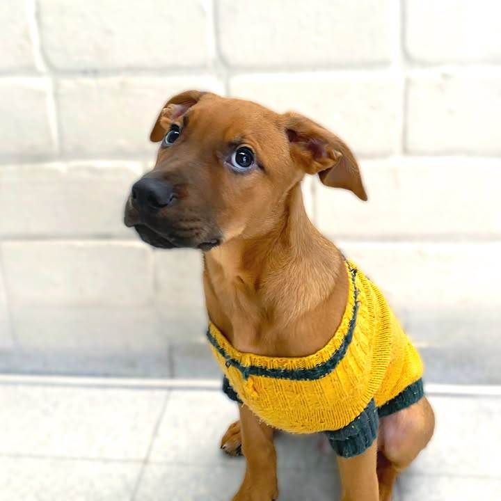 Adopta cachorros en Bogotá - Encuentra tu compañero ideal 